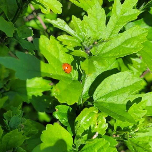 Meet your Posher, SOLE KING 12 - Picture 2 of 2